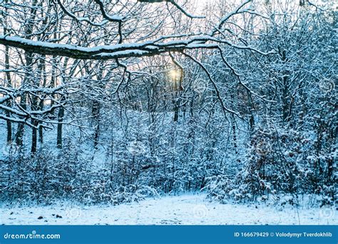 Wintertime Winter Background Snowy Field Outdoors Wintry And Snowy