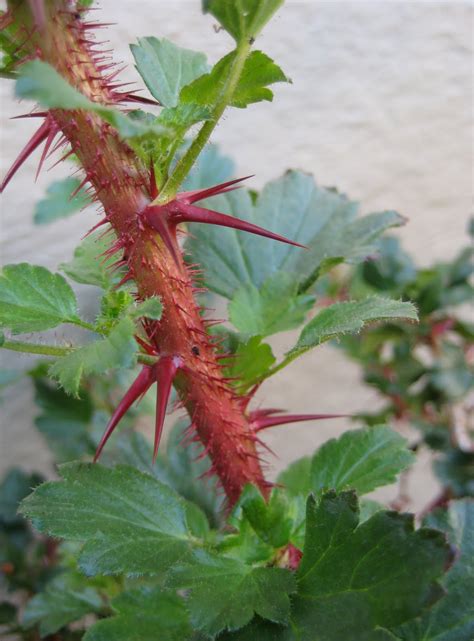 It can be either a vine or a shrub. Idora Design: Plant of the Week: Fuchsia Flowering Gooseberry