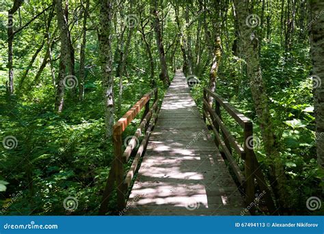 Wooden Bridge Through The Swamp In A Forest Stock Image Image Of
