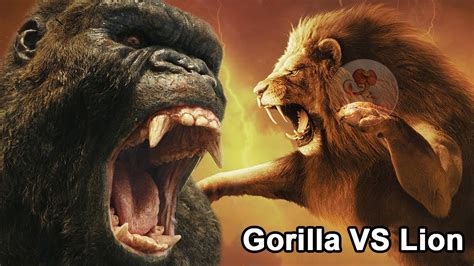 600 x 750 jpeg 45 кб. कौन जीतेगा जब शेर और गोरिल्ला आपस में लड़ेगें| Gorilla VS ...