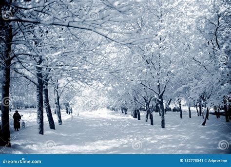 Snowy Trees In A City Park On A Sunny Day Stock Image Image Of