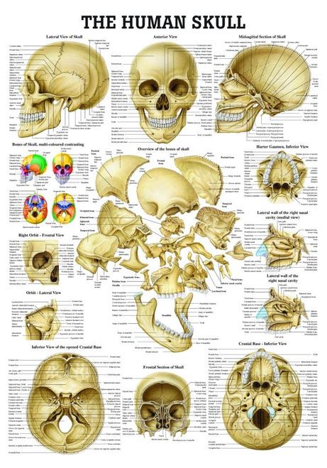 The Human Skull Poster Clinical Charts And Supplies