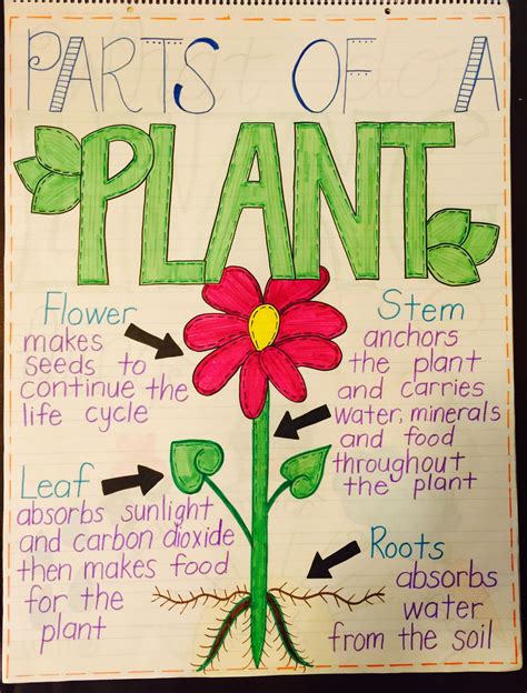 Parts Of A Plant Anchor Chart Plant Activities Toddler Learning