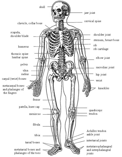 It consists of calcified material, which, coincidentally, is also known by the same name 'bone.' from a scientific view, a bone is a substance that forms the skeleton of the body chiefly made of calcium phosphate and calcium carbonate, and serves as a storage area. SPORT STUDIES FUNDAMENTAL TERMINOLOGY IN ENGLISH