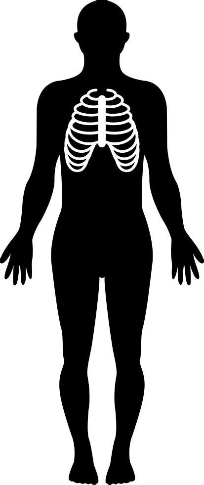 Human Body Silhouette With Focus On Respiratory System Svg Png Icon