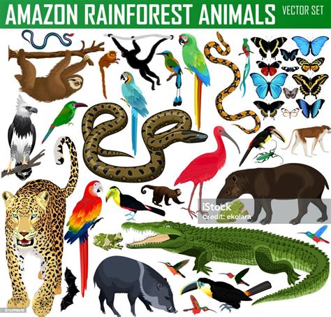 Big Set Of Vector Amazon Rainforest Jungle Animals Stock Illustration