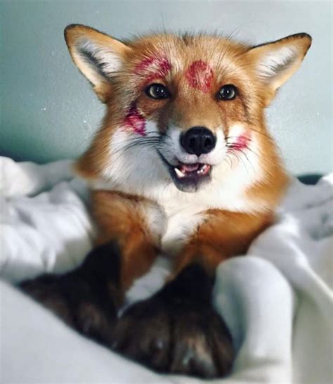 Juniper The Tame Pet Fox Is Adorable But Also A Handful To