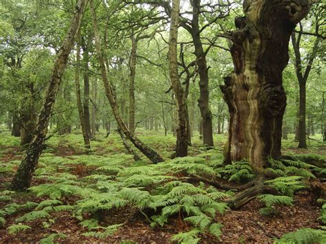 Ancient Oak Sherwood Forest National Nature Reserve Nottinghamshire