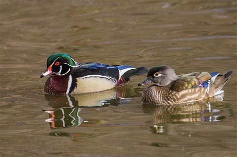 Migratory Wild Ducks Captivate The Imagination Houston Chronicle