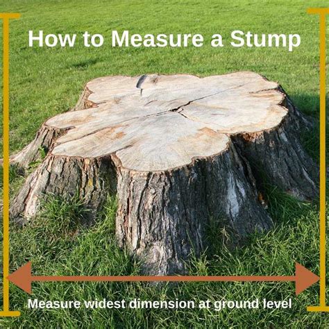 Home Kubes Stump Grinding Stump Removal