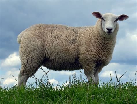 Domestic Sheep Animals Wiki Fandom