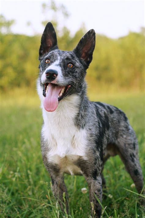 Australian Koolie Dog Photo Koolie Cattle Dogs Unique Dog Breeds