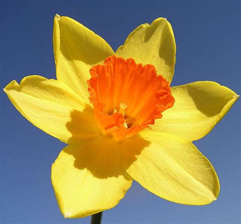 We did not find results for: Daffodil Flowers
