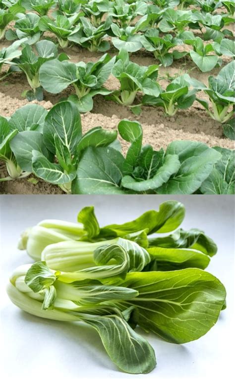 Planting And Growing Guide For Pak Choy Or Pak Choi Brassica