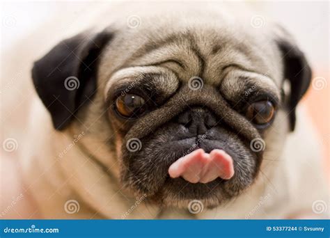 Wrinkled Fat Pug With Protruding Tongue Looking At Camera Fireplace