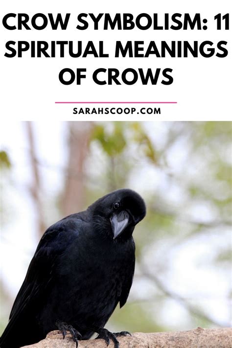 Crow Symbolism And Meaning 11 Spiritual Meanings Of Crows Sarah Scoop