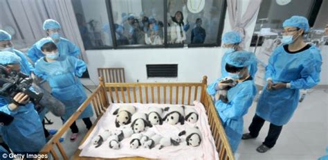 Chengdu Pandas Adorable Newborn Pandas Shown To Public In Chinas