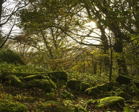 Moss Covered Stones In The Autumn Trees Stock Photo Image Of Forest