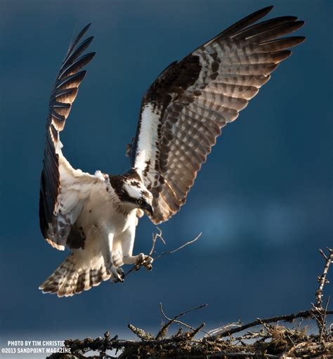 Ospreys Birds Of Myth And Fortune Sandpoint Magazine