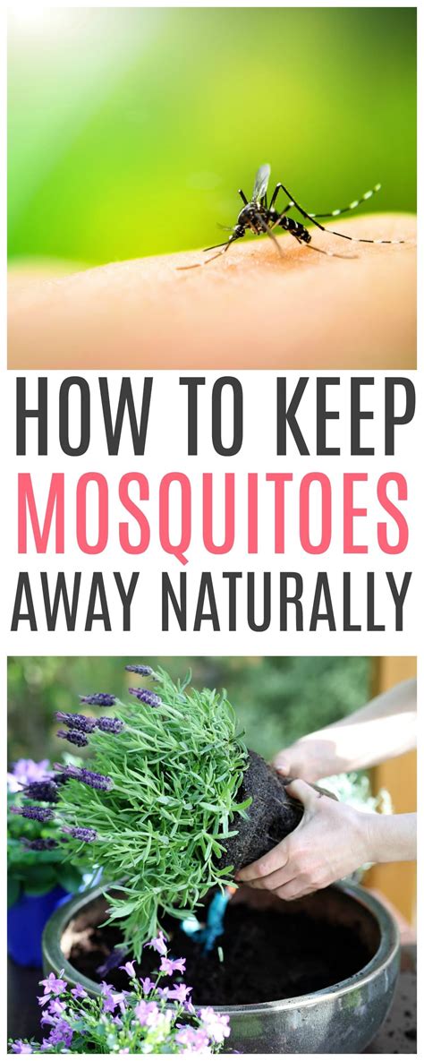 How To Keep Mosquitoes Away Naturally Keeping Mosquitos Away Natural