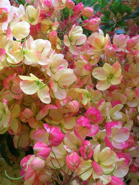 Landscaping With Pink Rainbow Shower Trees Dengarden