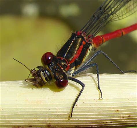 Some dragonfly nymphs skewer their prey with pointed palps. Dragonflies and Damselflies: What do dragonflies and ...