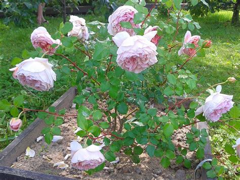 Abraham darby, abraham darby la aĝa (eo); Ranczo Elma: Róża Abraham Darby