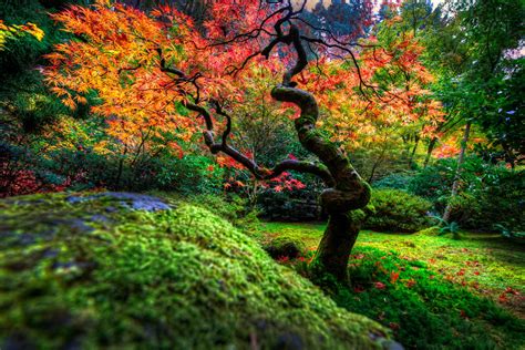 Autumn Japanese Garden Wallpaper And Background Image 1600x1068
