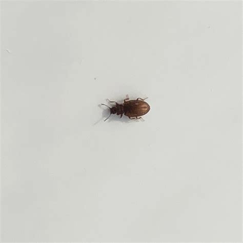 Tiny Bug In Bathroom 460849 Ask Extension