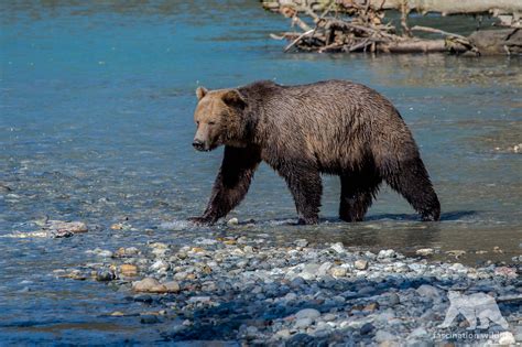 Bc Grizzlies Vulnerable Subpopulations And Strategies For Support