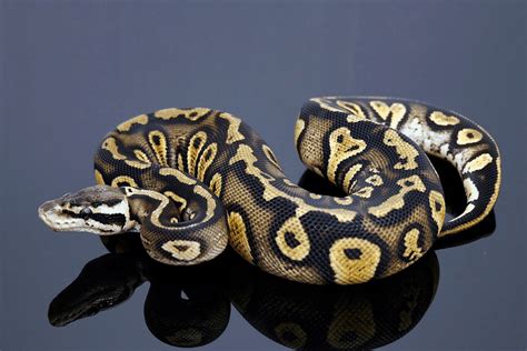50 Ball Python Morphs Types Colors And Pictures Ultimate List