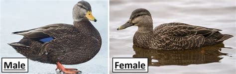 20 Types Of Ducks Found In Michigan Id Guide Bird Watching Hq