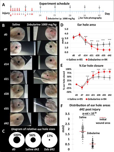 Figure 1 From Epigenetic Inhibitor Zebularine Activates Ear Pinna Wound