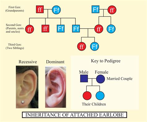 Attached Ear Lobe In Humans Isarecessive Traitbdominant Traitc