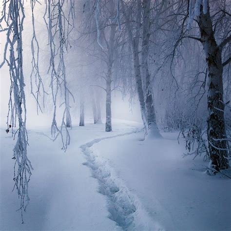 Magical Forest Winter Szenen Winter Love Winter Magic Winter