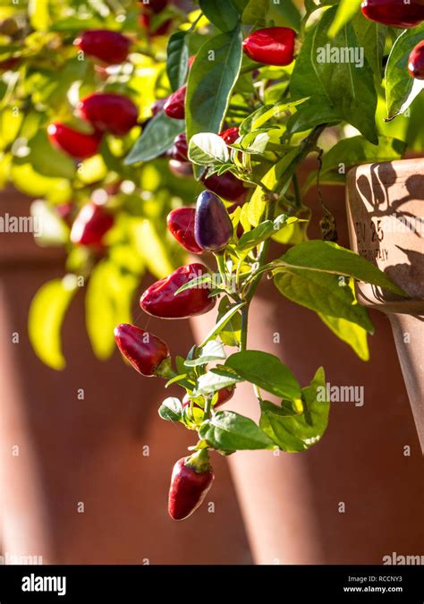 Chilli Pepper Loco Potted In Greenhouse F1 Hybrid Capsicum Annuum