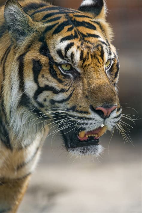 Another Portrait Of A Sumatran Tiger Portrait Of A Male Su Flickr