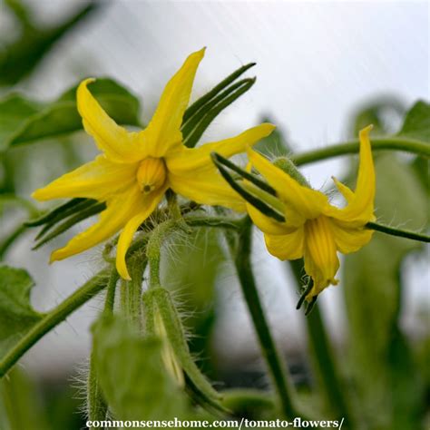 Tomato Flower Male And Female Parts Sexual Reproduction In Plants