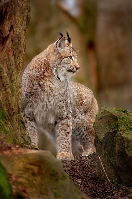 Lynx Lynx Canadensis North America Canada Feline Big