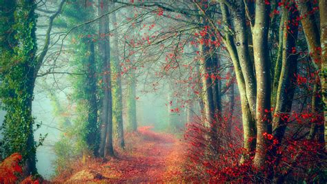 Foggy Forest Path 4k Ultrahd Wallpaper Backiee Free
