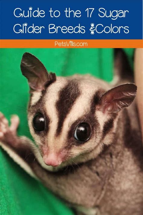 Guide To The 17 Different Sugar Glider Breeds And Colors Petsvills