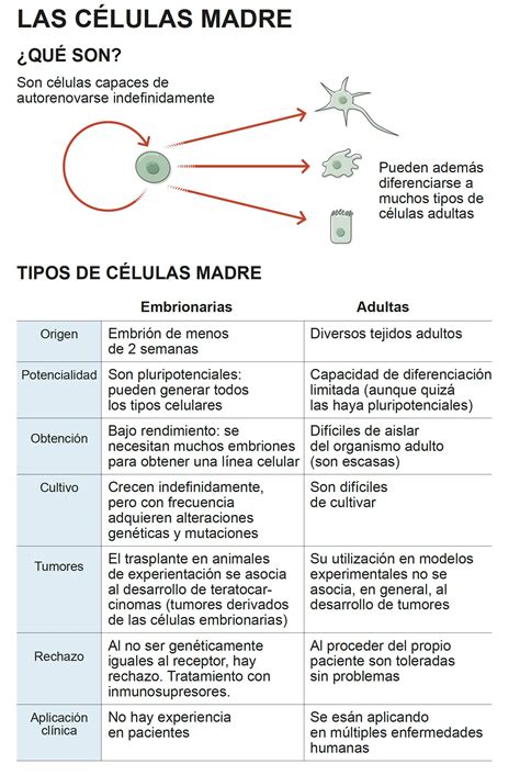 Infográfico Qué son las células madre Clínica Universidad de Navarra