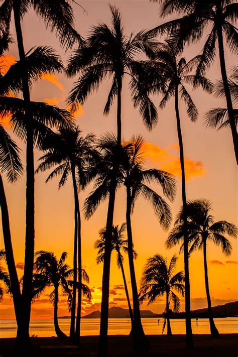 Oliviacintron “lsleofskye “palm Tree Sunset Hawaii Kai ” On Oahu ” I