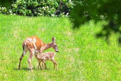 Athol Daily News The Sportsmans Corner Fawn Facts