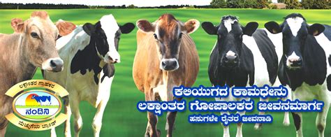 Camel milk is a source of natural insulin like protein. BAMUL - BENGALURU - RURAL & URBAN AND RAMANAGARA DISTRICTS ...