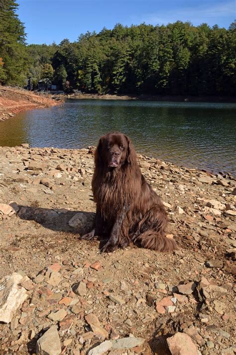 Zeus Our Newfoundland Dog Hanging Out At The Lake After A Swim Big