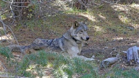 Wildlife Officials Investigate If Endangered Gray Wolf Was Illegally