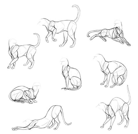 Sketches Of Cats In Various Poses