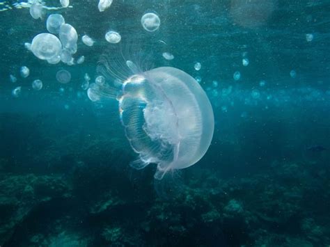 Scientists worry it could pose a big problem to sea life and they believe it could also affect humans in the future. Jellyfish Snot Can Sting a Human Without Even Touching Skin