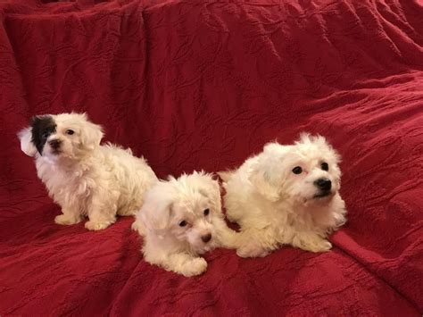 We did not find results for: Maltipoo Puppies For Sale | San Diego, CA #307731